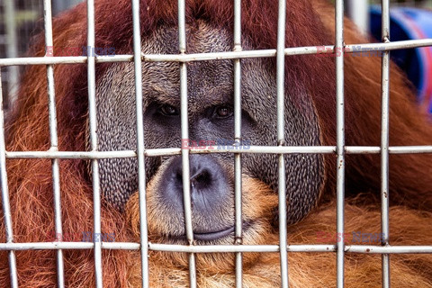 Ochrona orangutanów na Sumatrze - Eyevine