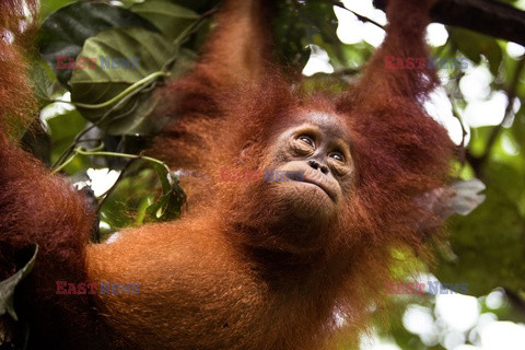 Ochrona orangutanów na Sumatrze - Eyevine