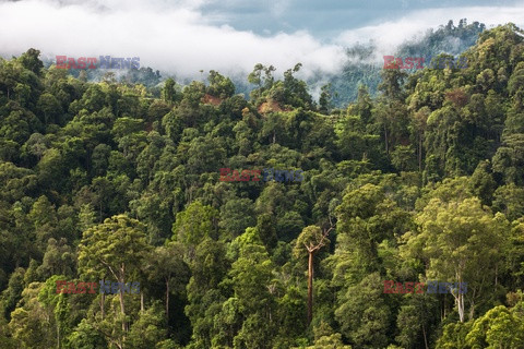 Ochrona orangutanów na Sumatrze - Eyevine