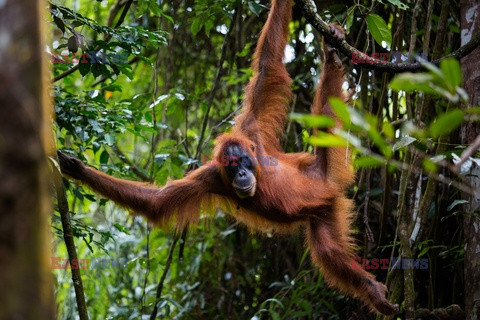 Ochrona orangutanów na Sumatrze - Eyevine