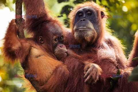 Ochrona orangutanów na Sumatrze - Eyevine