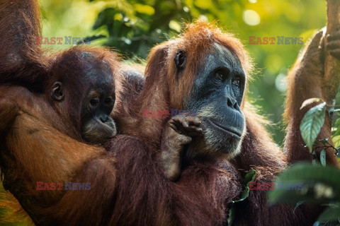 Ochrona orangutanów na Sumatrze - Eyevine