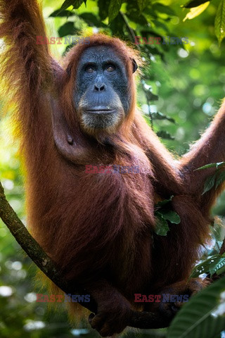 Ochrona orangutanów na Sumatrze - Eyevine