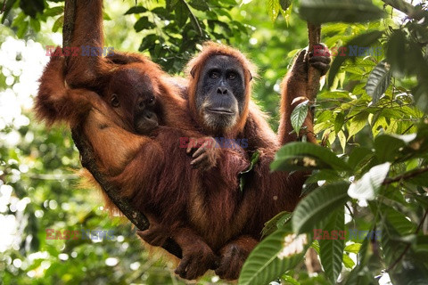 Ochrona orangutanów na Sumatrze - Eyevine