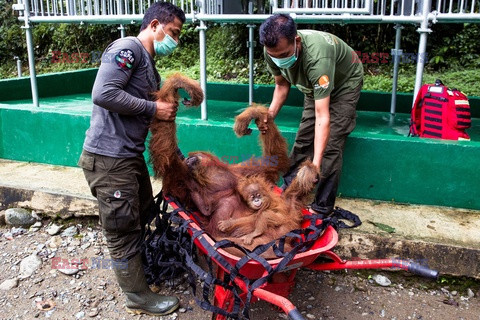 Ochrona orangutanów na Sumatrze - Eyevine