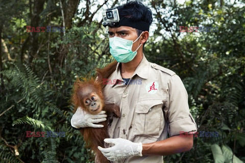 Ochrona orangutanów na Sumatrze - Eyevine