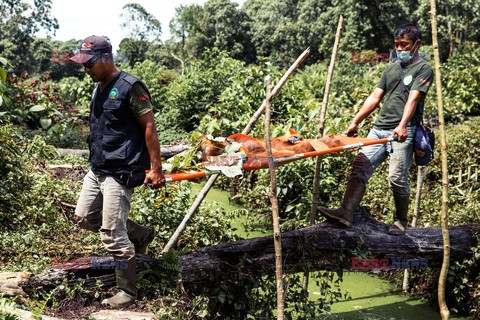 Ochrona orangutanów na Sumatrze - Eyevine