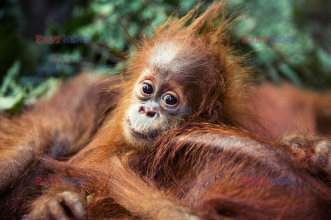 Ochrona orangutanów na Sumatrze - Eyevine