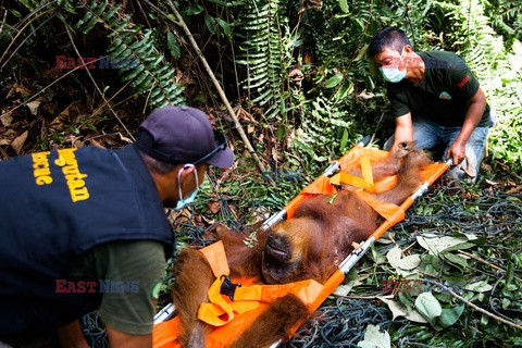 Ochrona orangutanów na Sumatrze - Eyevine