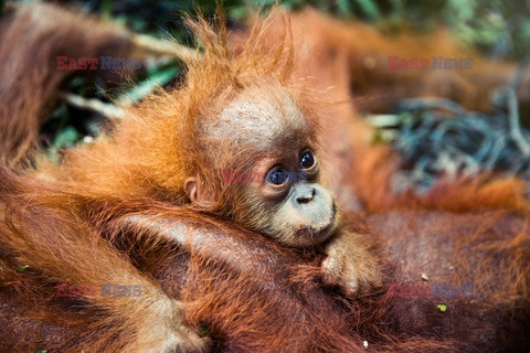 Ochrona orangutanów na Sumatrze - Eyevine