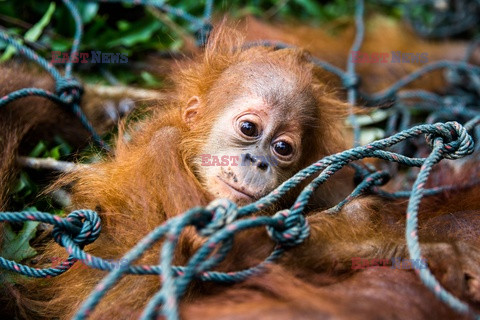 Ochrona orangutanów na Sumatrze - Eyevine