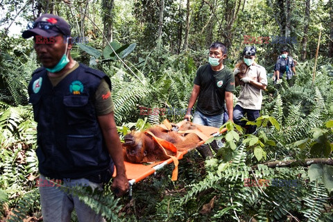 Ochrona orangutanów na Sumatrze - Eyevine