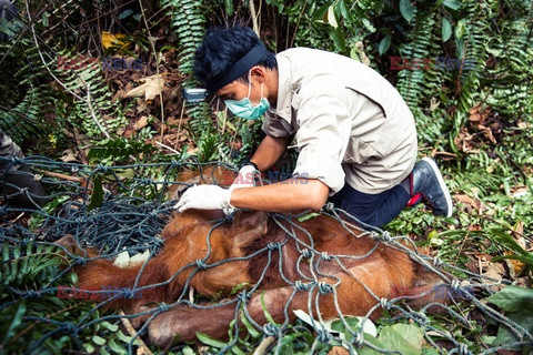 Ochrona orangutanów na Sumatrze - Eyevine