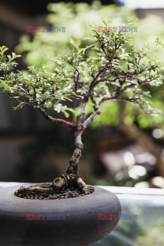 Bonsai małe cuda - House and Leisure 1/2018