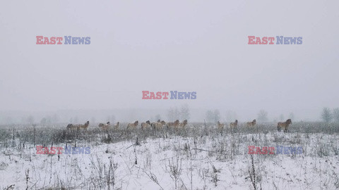 Zwierzęta z Czarnobyla - Cover Images