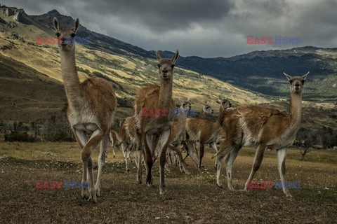 Chile - Patagonia - NYT