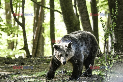 Sanktuarium dla niedźwiedzi w Grecji - AFP