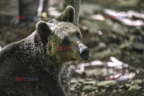 Sanktuarium dla niedźwiedzi w Grecji - AFP