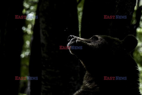 Sanktuarium dla niedźwiedzi w Grecji - AFP