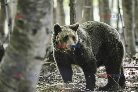 Sanktuarium dla niedźwiedzi w Grecji - AFP