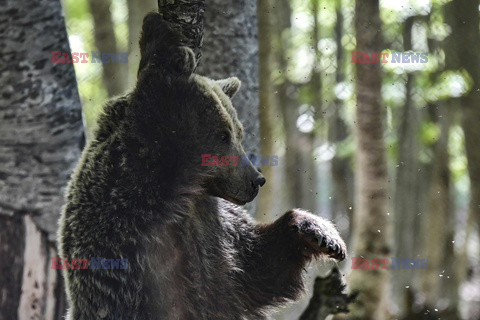 Sanktuarium dla niedźwiedzi w Grecji - AFP