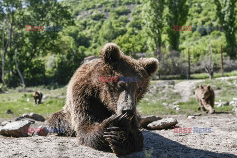 Sanktuarium dla niedźwiedzi w Grecji - AFP