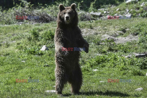 Sanktuarium dla niedźwiedzi w Grecji - AFP