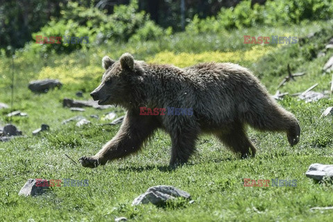 Sanktuarium dla niedźwiedzi w Grecji - AFP