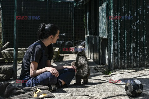 Sanktuarium dla niedźwiedzi w Grecji - AFP