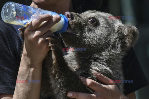 Sanktuarium dla niedźwiedzi w Grecji - AFP