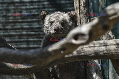 Sanktuarium dla niedźwiedzi w Grecji - AFP