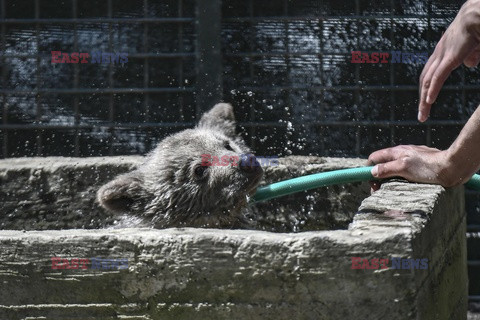 Sanktuarium dla niedźwiedzi w Grecji - AFP