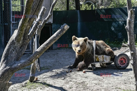 Sanktuarium dla niedźwiedzi w Grecji - AFP