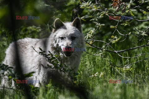 Sanktuarium dla niedźwiedzi w Grecji - AFP