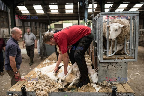 Strzyżenie owiec na farmie w Troutbeck  - AFP