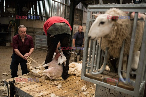 Strzyżenie owiec na farmie w Troutbeck  - AFP