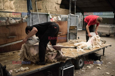 Strzyżenie owiec na farmie w Troutbeck  - AFP