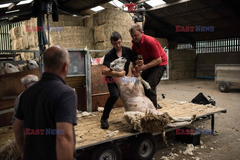 Strzyżenie owiec na farmie w Troutbeck  - AFP