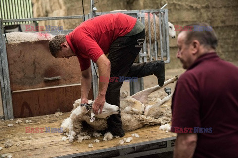 Strzyżenie owiec na farmie w Troutbeck  - AFP