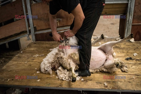 Strzyżenie owiec na farmie w Troutbeck  - AFP