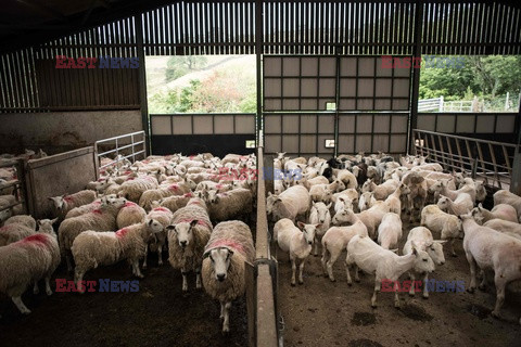 Strzyżenie owiec na farmie w Troutbeck  - AFP