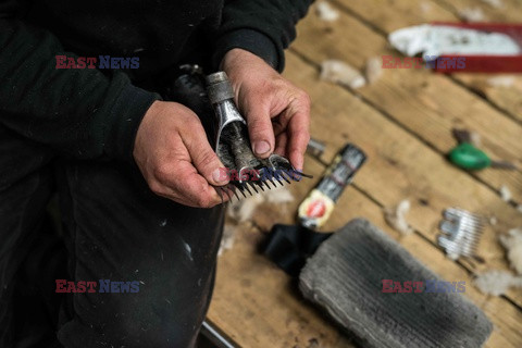 Strzyżenie owiec na farmie w Troutbeck  - AFP