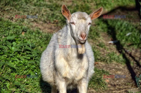 Stock Albin Marciniak