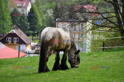 Stock Albin Marciniak