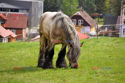 Stock Albin Marciniak