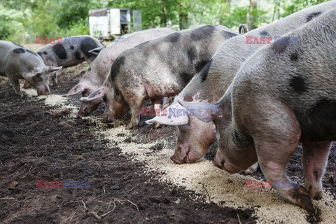 Holandia - gospodarstwo rolne dla każdego - Hollandse Hoogte