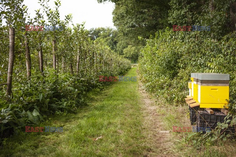 Holandia - gospodarstwo rolne dla każdego - Hollandse Hoogte