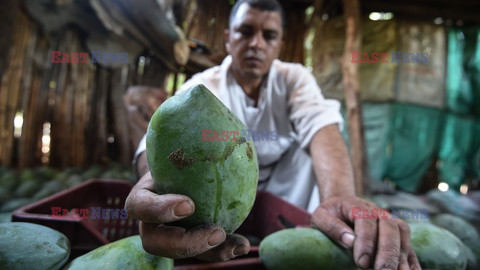 Zbiór mango w Egipcie - AFP