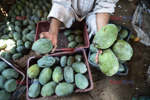 Zbiór mango w Egipcie - AFP