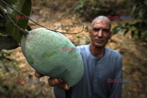 Zbiór mango w Egipcie - AFP